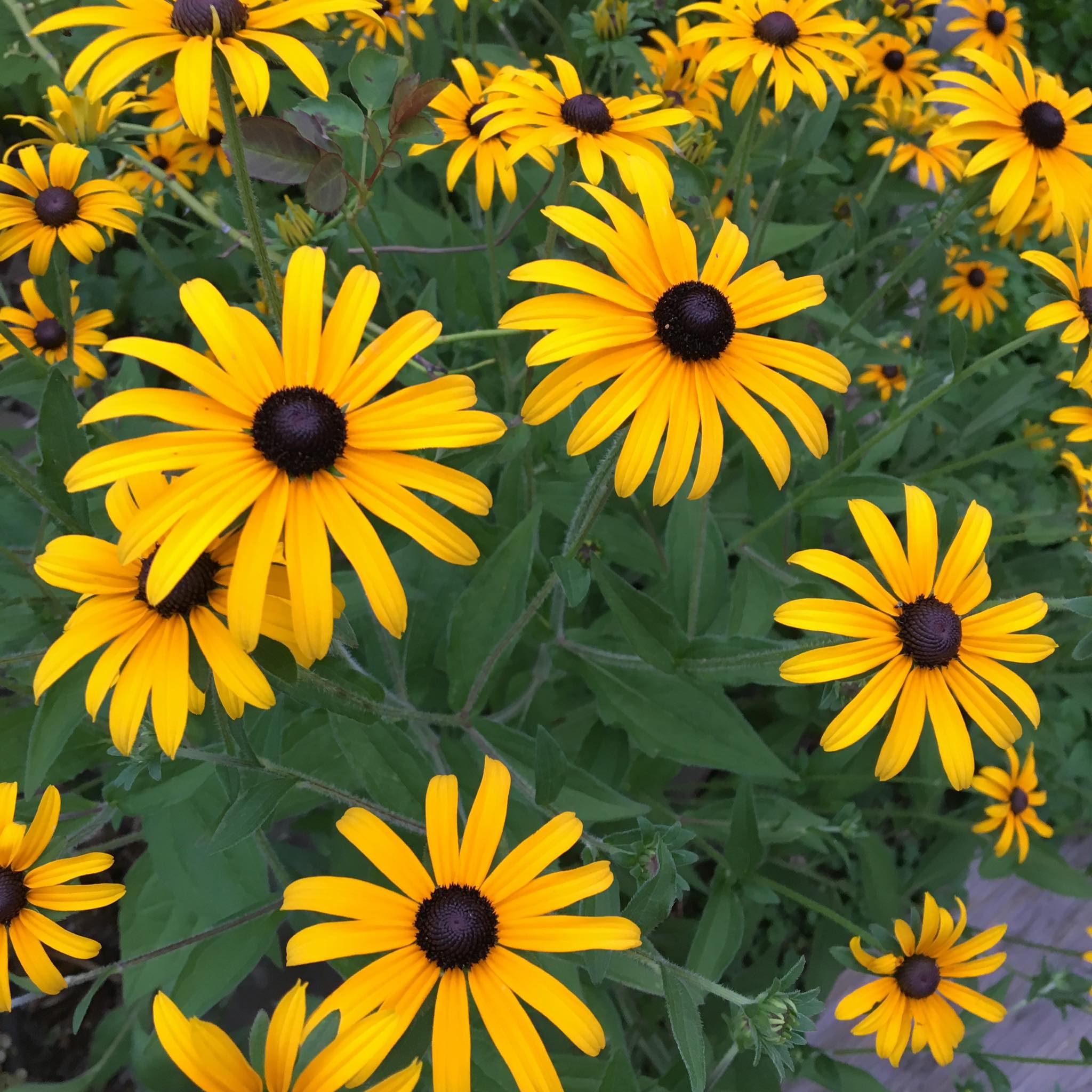 Happy Saturday!

Sending you positivity, smiles and happiness!

These are flowers from my garden in Oakville, ON from 2020, a year before I moved to Cocagne, NB. 

An abundance of flowers makes me smile. I hope they do the same for you.