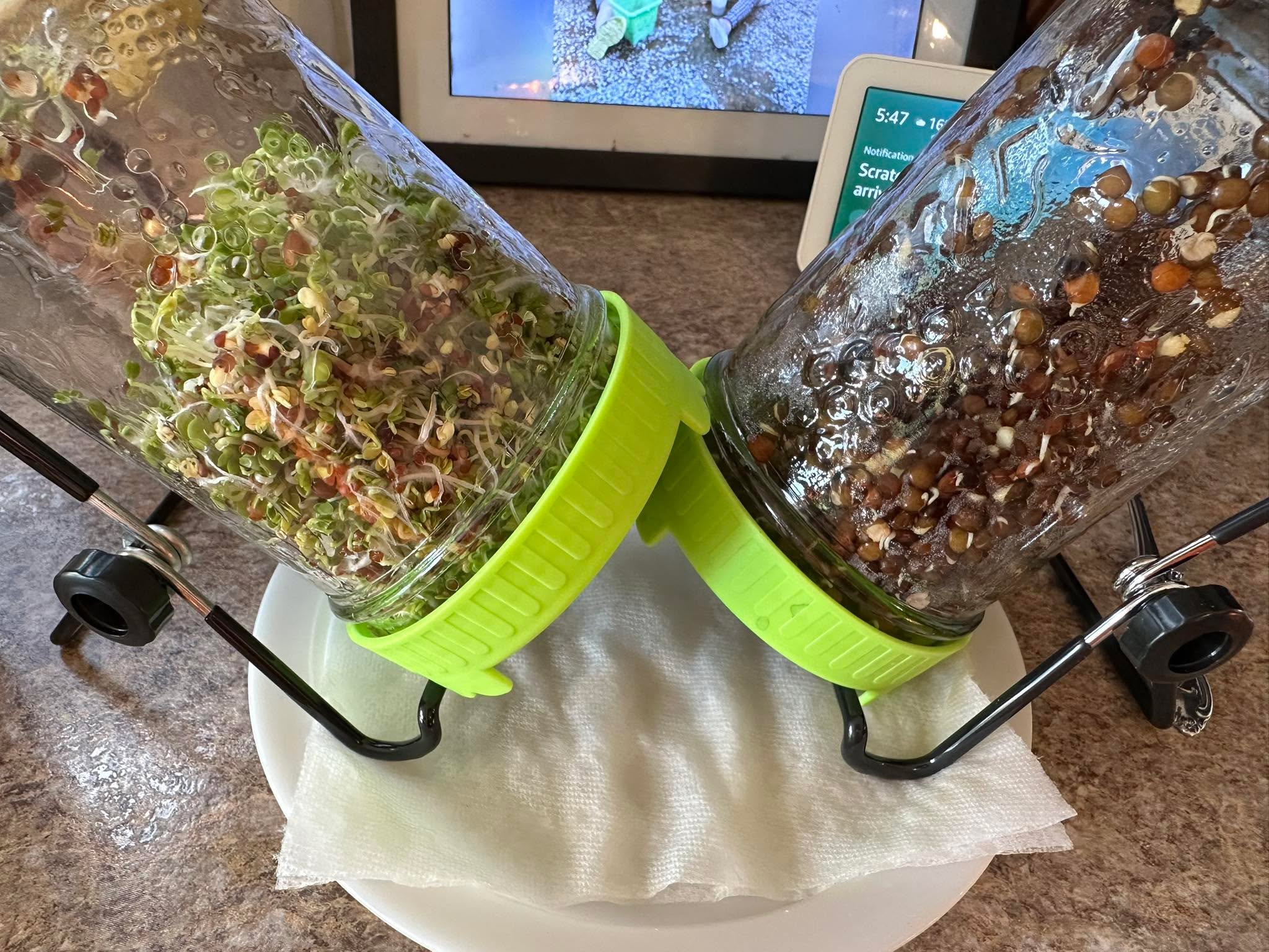Do you sprout?

I have been sprouting for years.

Sprouting nuts, seeds and legumes adds so much nutritive value to them. Imagine how much nourishment is needed to grow a plant. Releasing the nutrients and eating them to nourish your body is truly amazing!

Also, I realize that I was making it much harder for myself than needed! I ordered these sprouting lids from Amazon and they are a game changer!

Please know when you sprout legumes you need to cook them before eating them. This is not necessary for nuts and seeds. 

Enjoy trying different nuts, seeds and legumes, they are amazing!

Reach out if you have questions about sprouting, happy to chat.