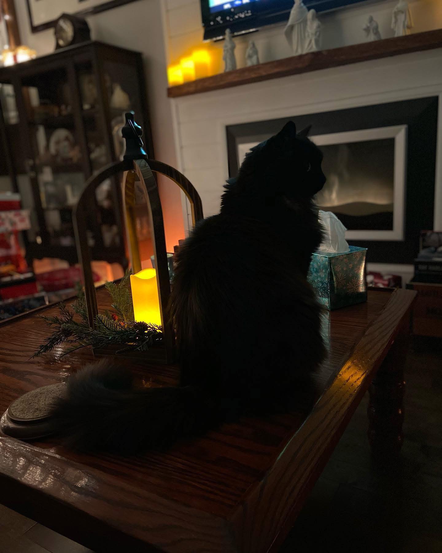 Sharing this beautiful photo of Casey from this time last year. Unfortunately he is not as agile as he was then, almost 18 and slowing down. He gets all the love and snuggles he deserves after bringing us so much joy for all these years. 

We found him at a Case Dealership and the fellow who owned it said we could take him if we wanted as they had several more running around. He jumped in our van and that was that!

What a lovely gift we got that day.