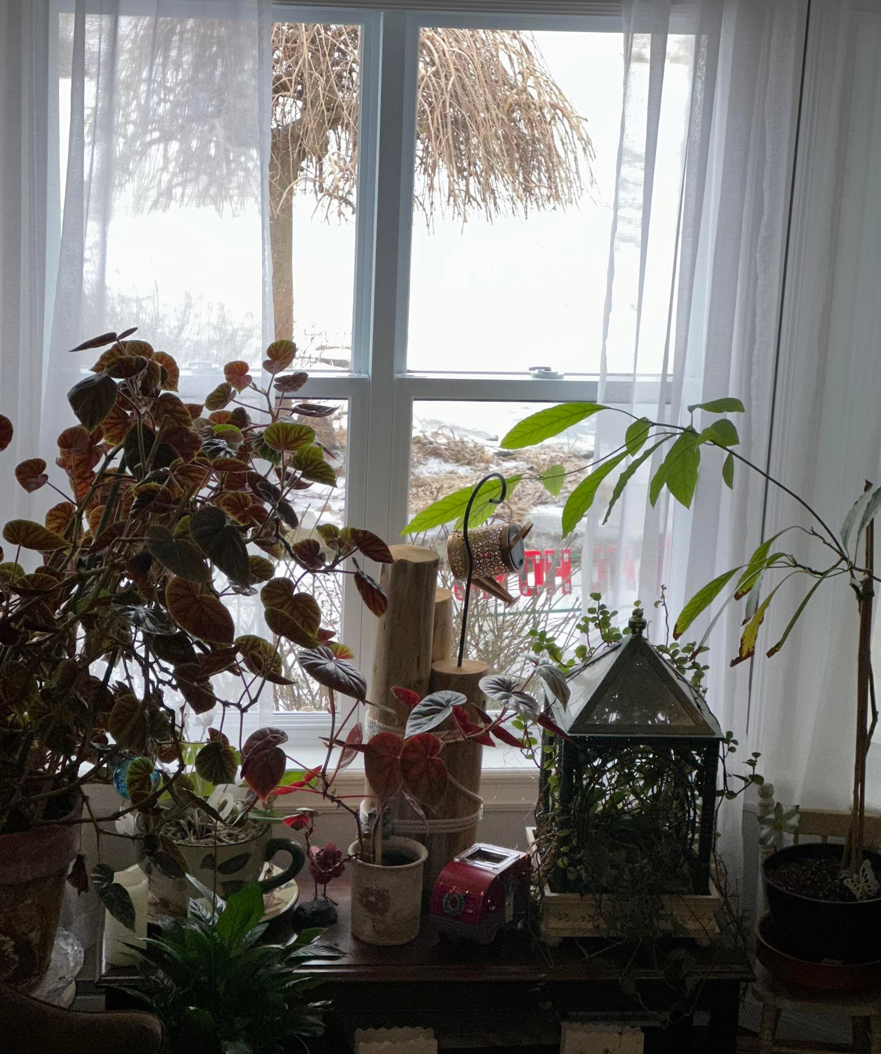 I know we all think, at times, we have stalled.  It is funny what our minds can make us think. Just like my lovely indoor “garden” there is growth every single day, it often goes unnoticed. 

Giving ourselves the love and nurturing we need will produce amazing results. I plan on growing a lot in 2026 and I wish each and every one of you the same with wondrous outcomes along the way. 

We are all on a constant journey of discovery and growth, let’s make 2026 a fabulous year!

🎉Happy New Year🎉